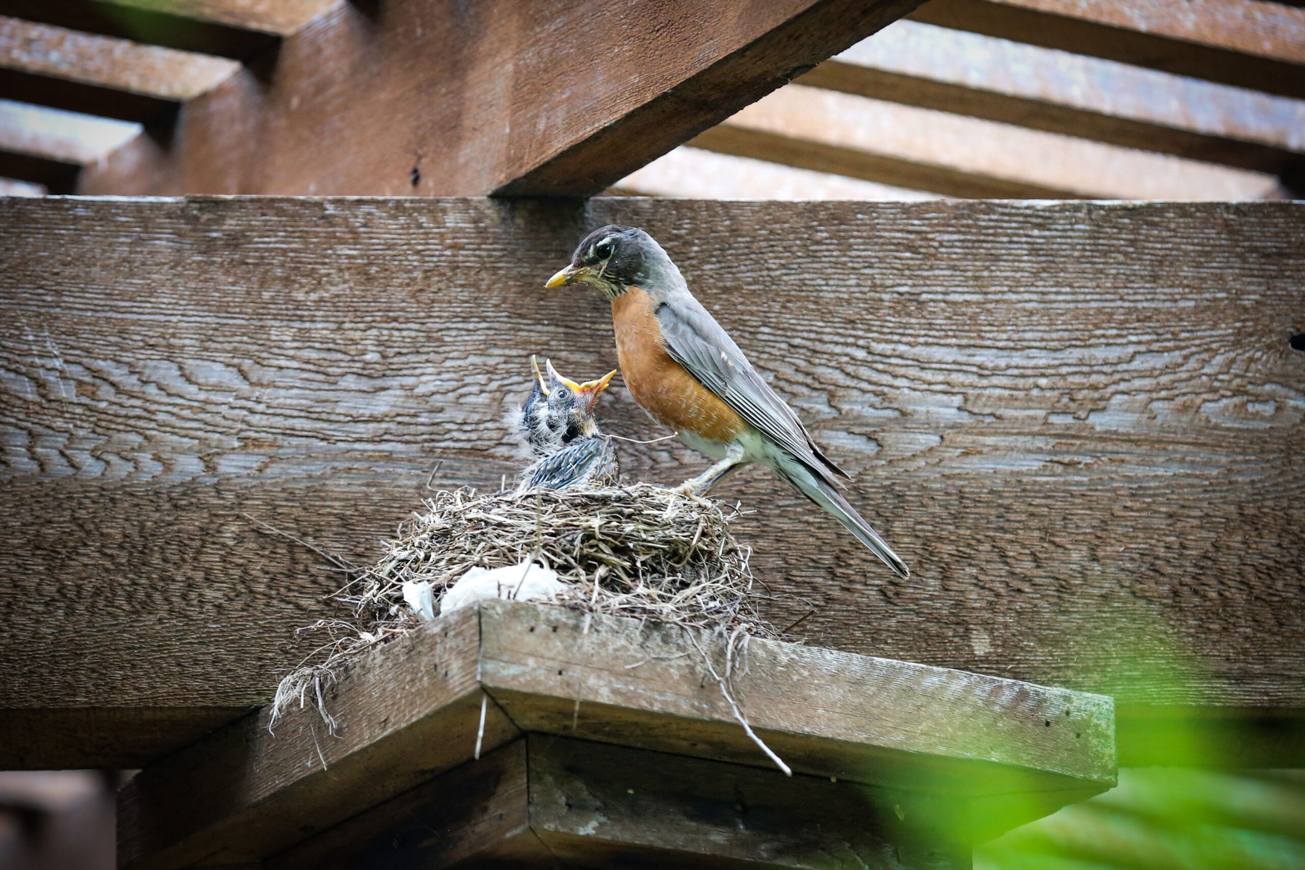 Photo of a mama robin bird stanfing over a nest with two baby robins in it with their beaks wide open.