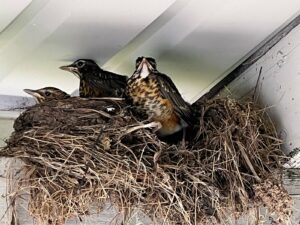 Photo of three of the baby robins, all grown up with full feathers, standing in their crowded looking nest.