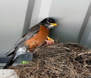 Photo of papa robin bird standing over his nest with the beak of one baby bird peeking over the edge.