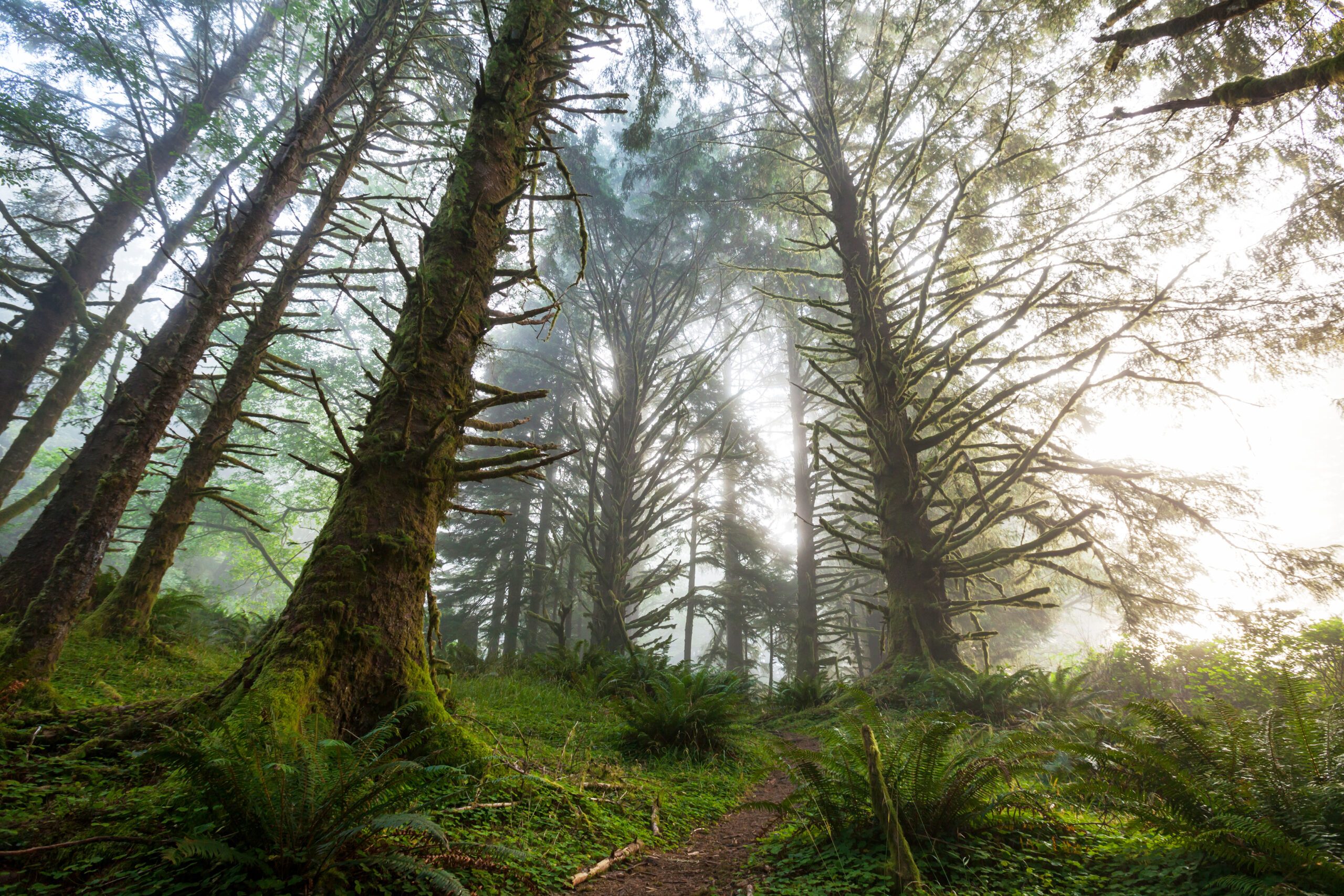 Photo of a foggy forest with tall trees and green ferns.
