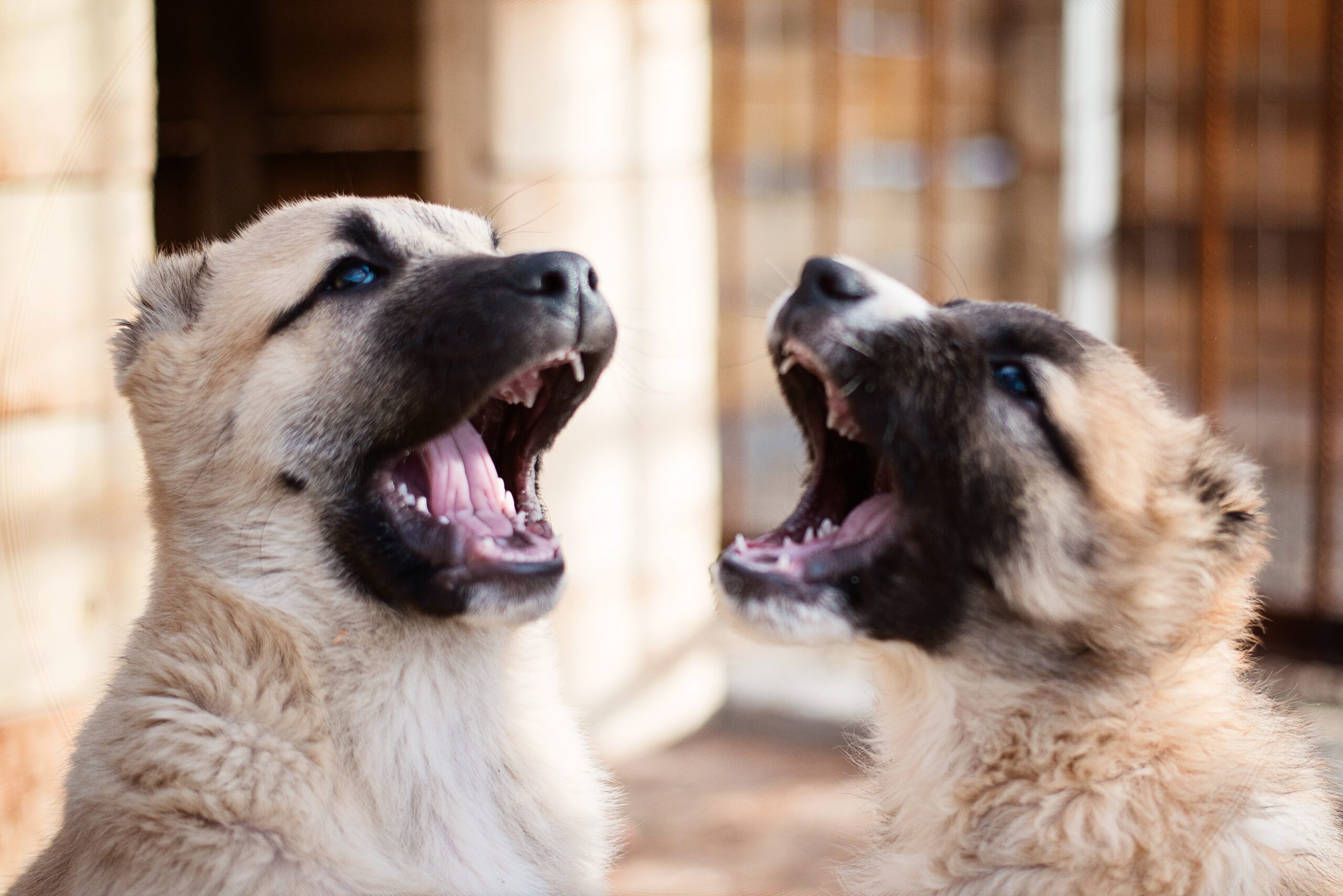 Photo of two tan wolf puppies howling.