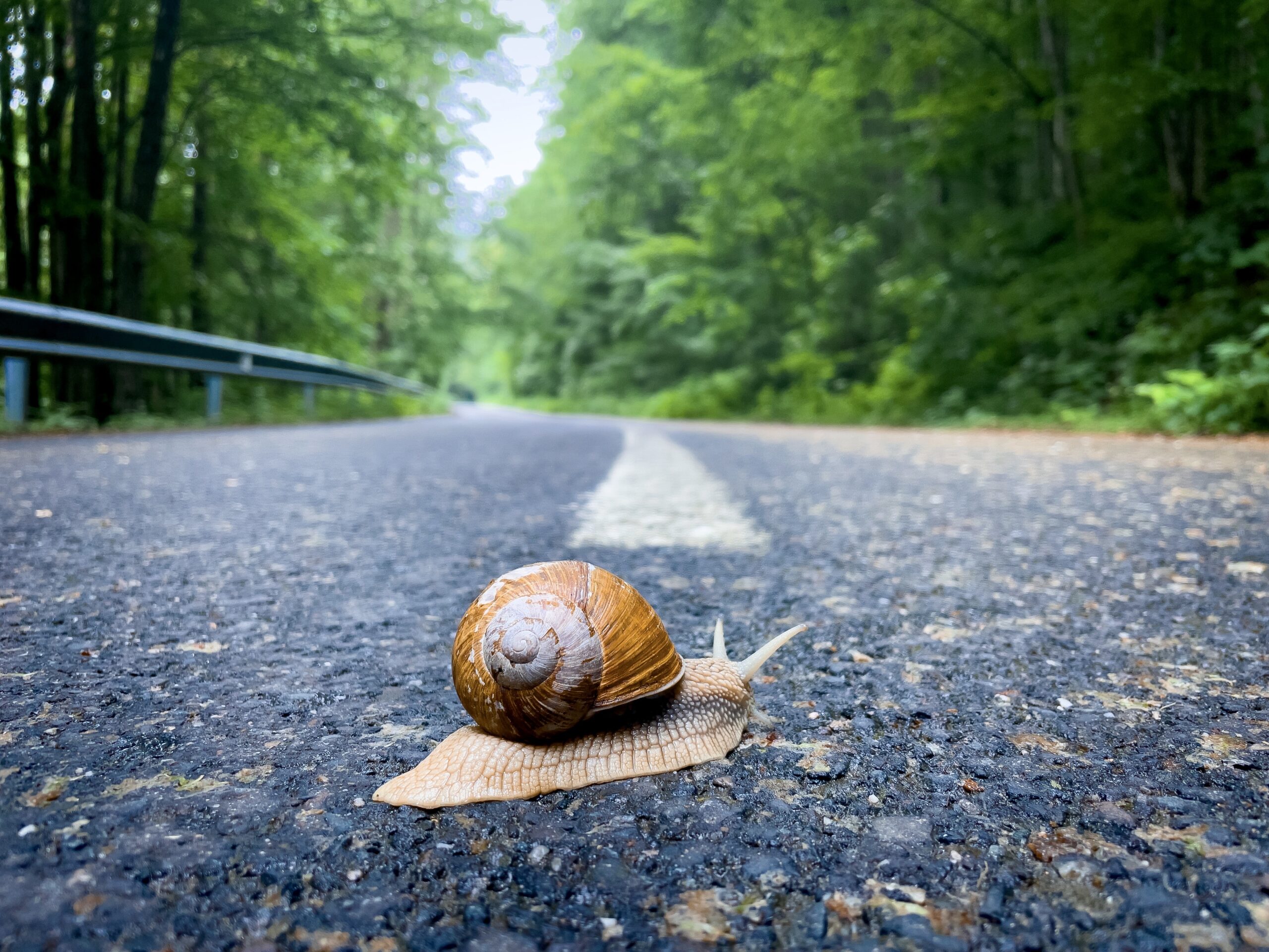 Photo of a snail crossing the middle of a road, with the road stretching out in the distance, with green foliage on both sides.