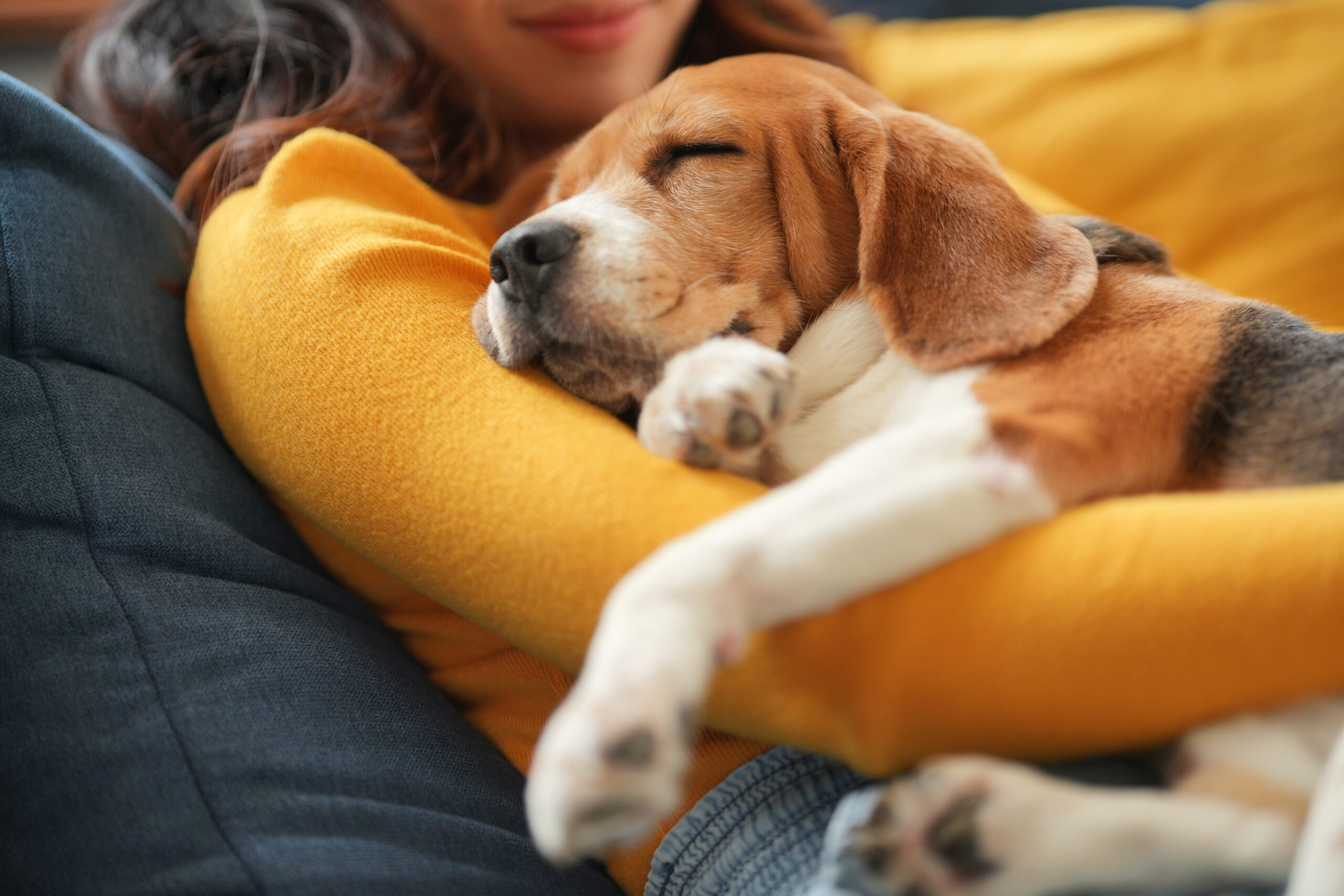 Photo of a beagle cuddled up in the arms of a woman in a yellow shirt.