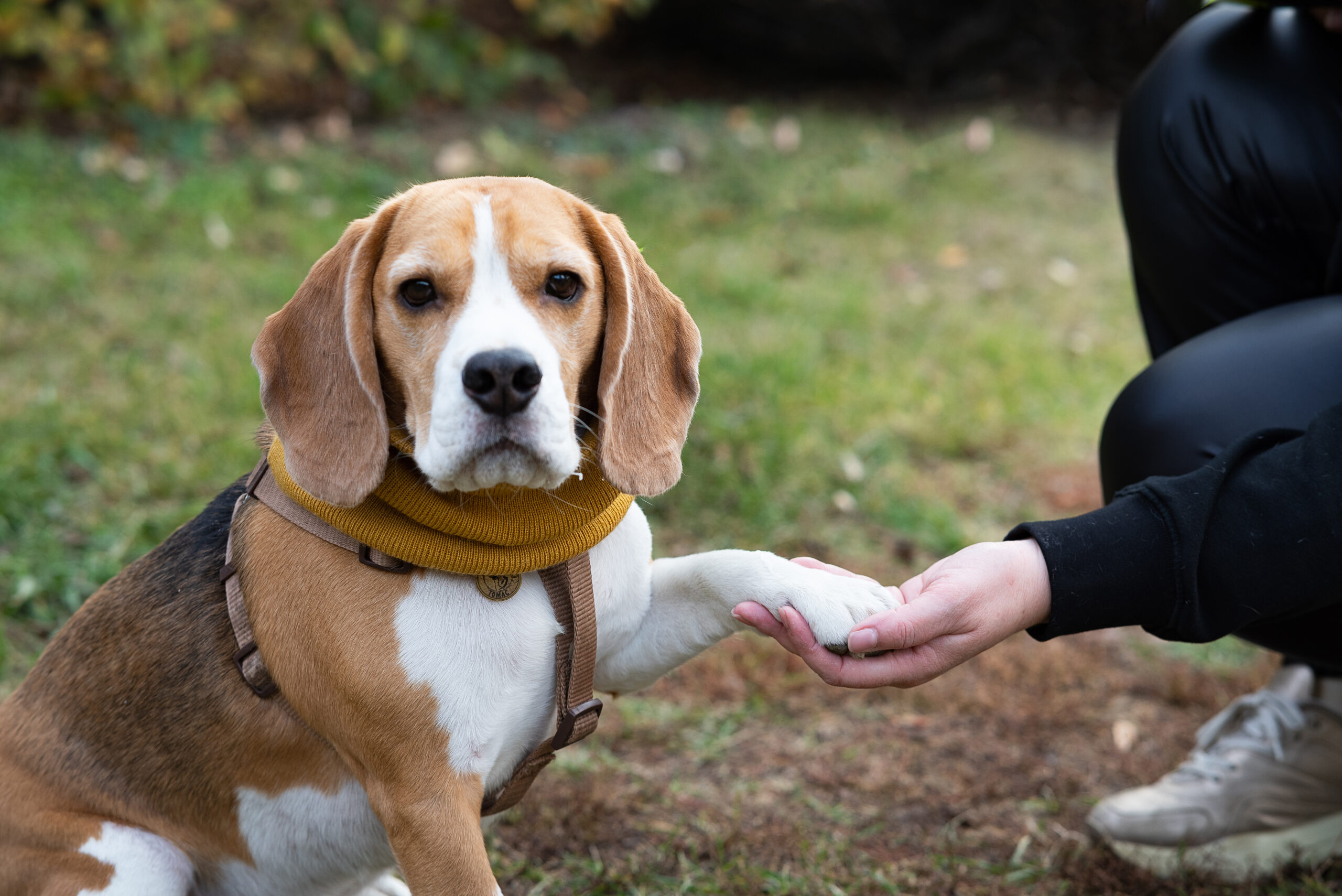 Photo of a beagle looking at the camera with their paw in a woman's hand.