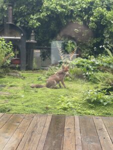 Photo of a red fox sitting in a lush green backyard garden, looking vaguely toward the camera.