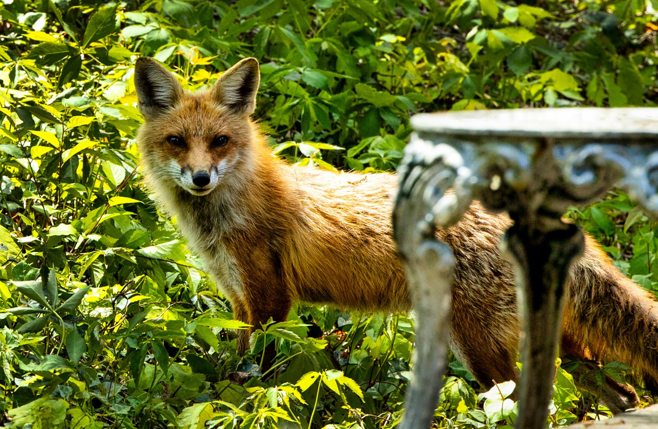 An alert red fox in a wild, natural habitat, with a rustic table in the foreground.