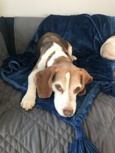 Photo of Maegan's beagle, Joanie, laying on the sofa looking at the camera with sad puppy dog eyes.