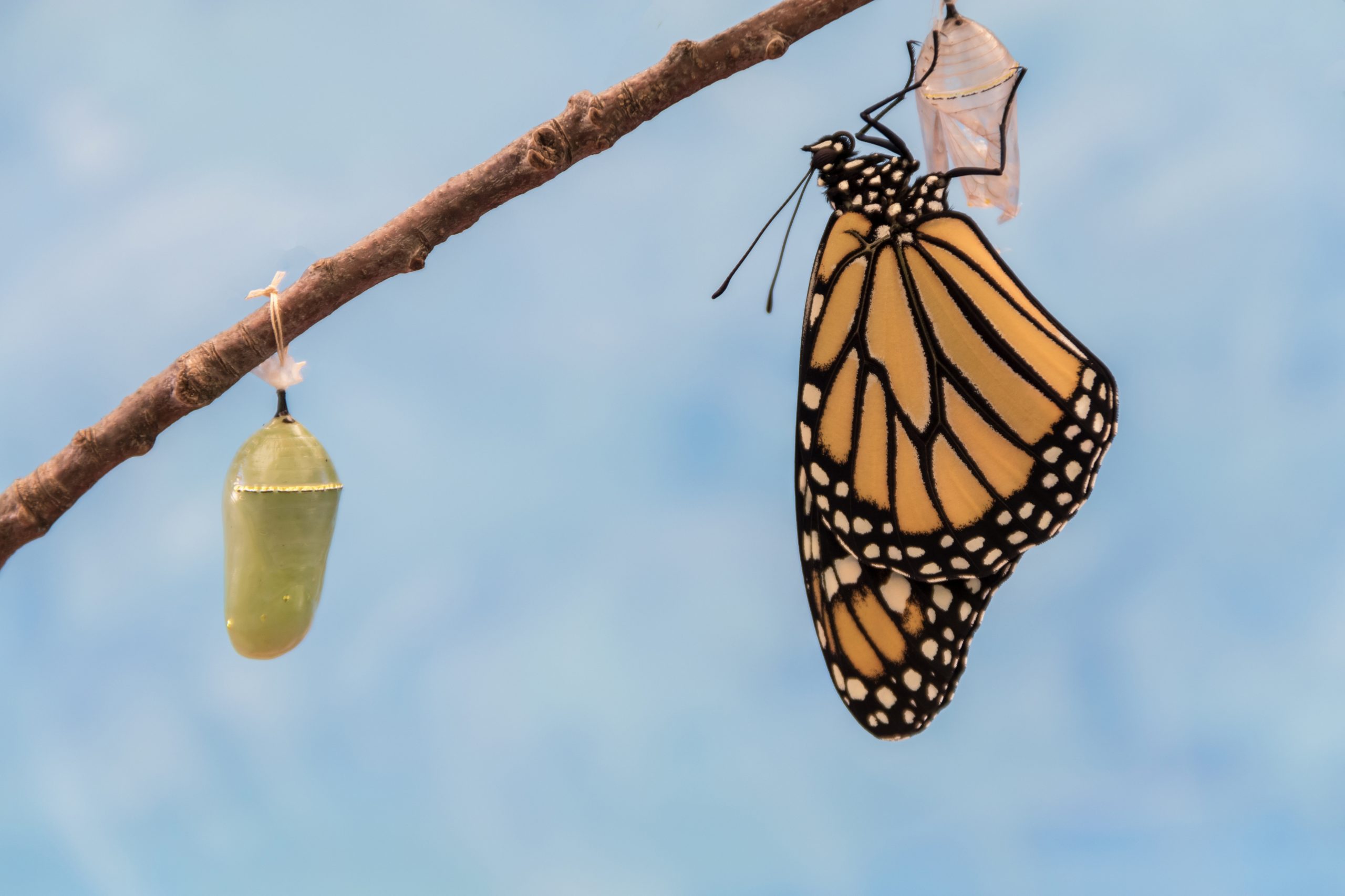 Image of a monarch butterfly emerging from its chrysalis.