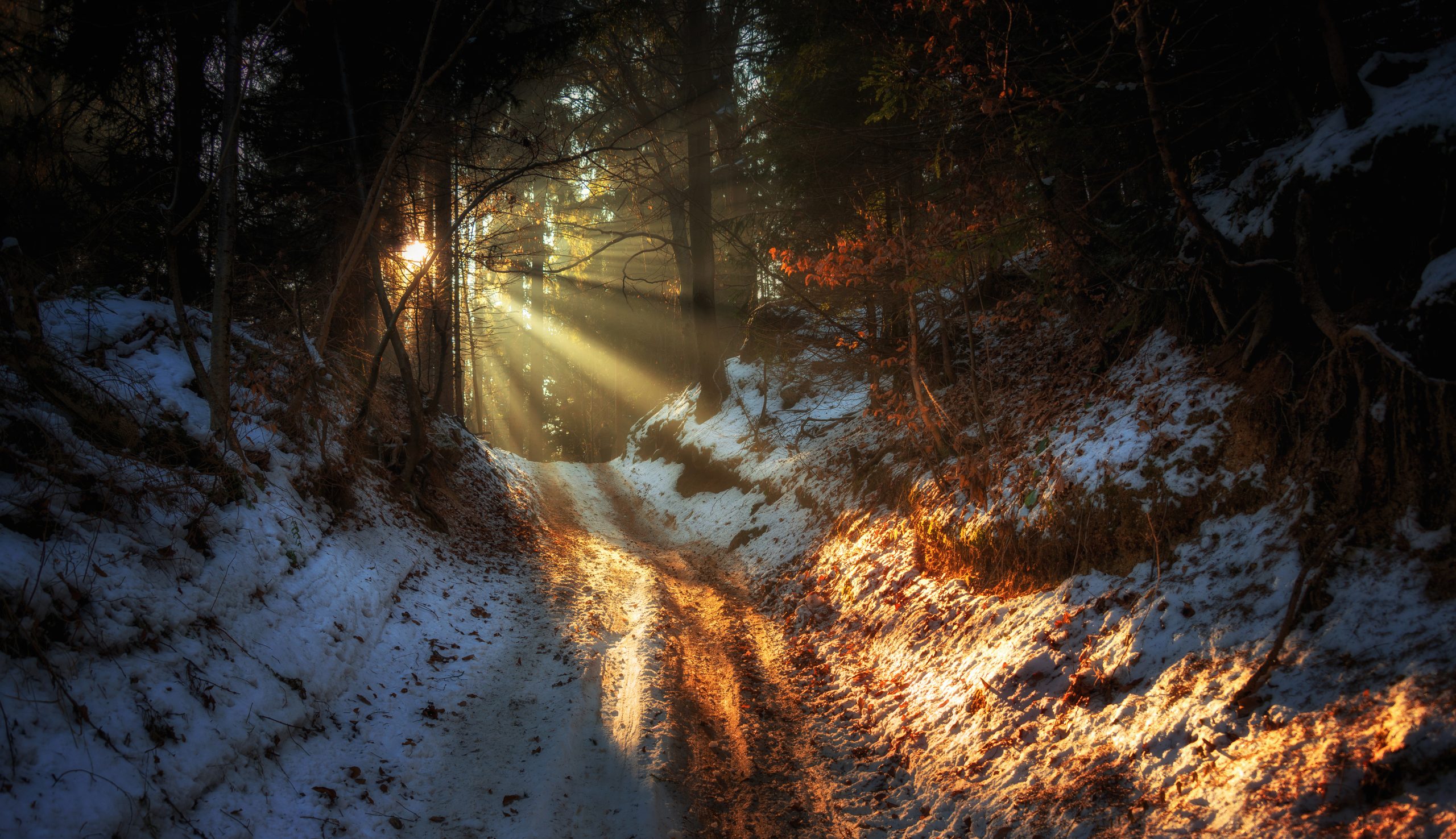 A path through the forest in winter with snow on the ground and sunlight beaning through the trees.