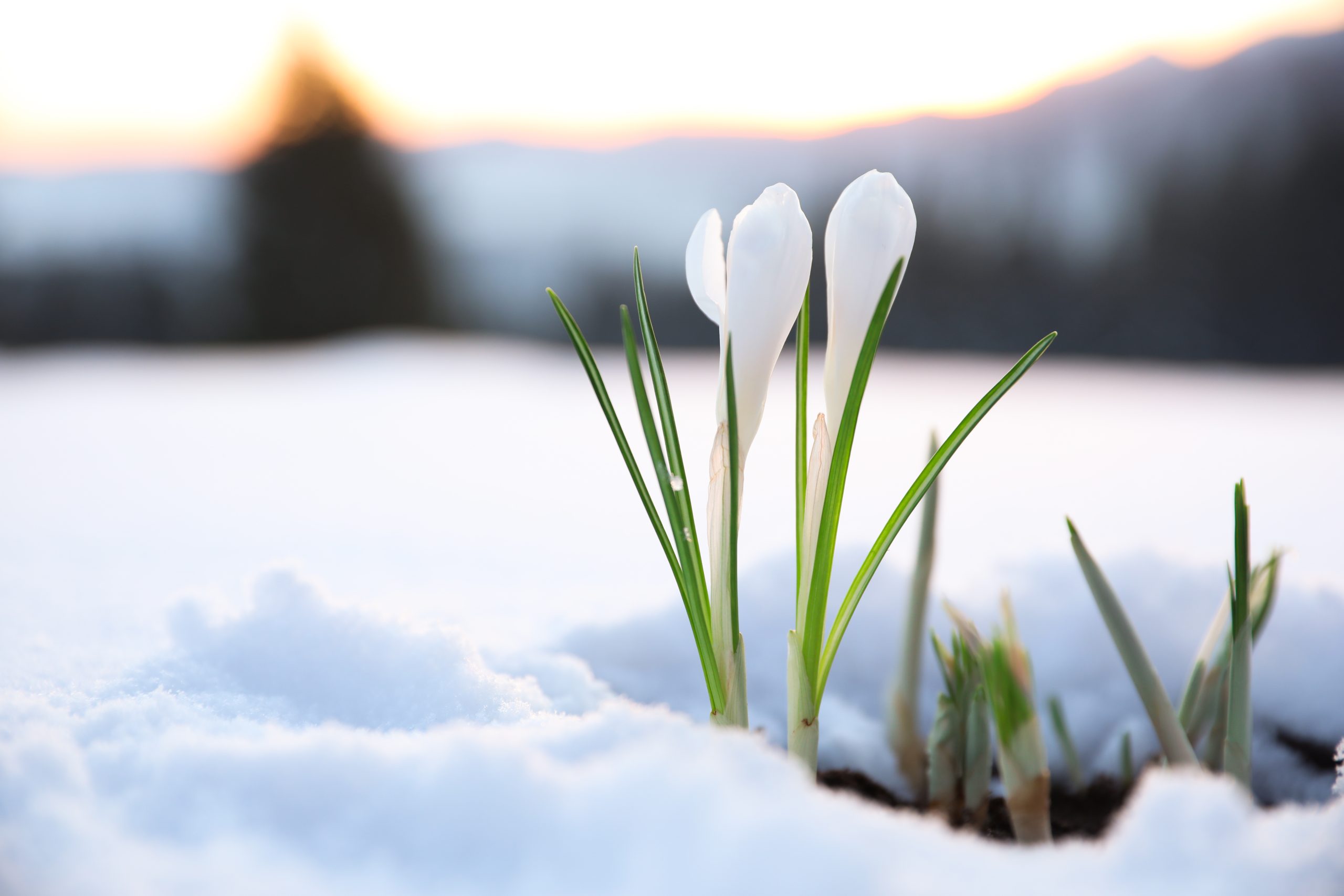Photo of a white crocus flower peeking through the snow covering the ground.