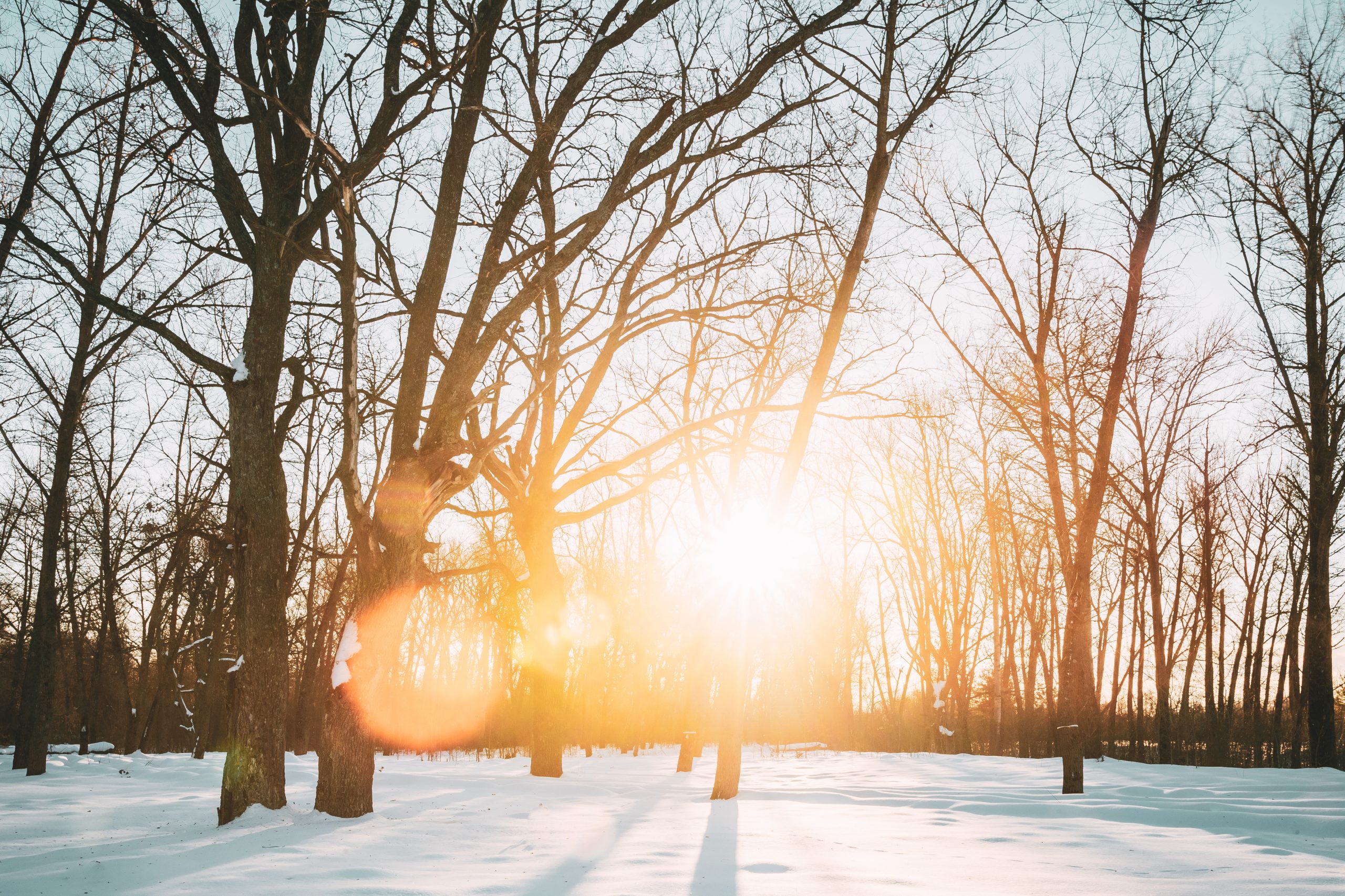 Photos of the sun shining through bare-leafed winter trees.