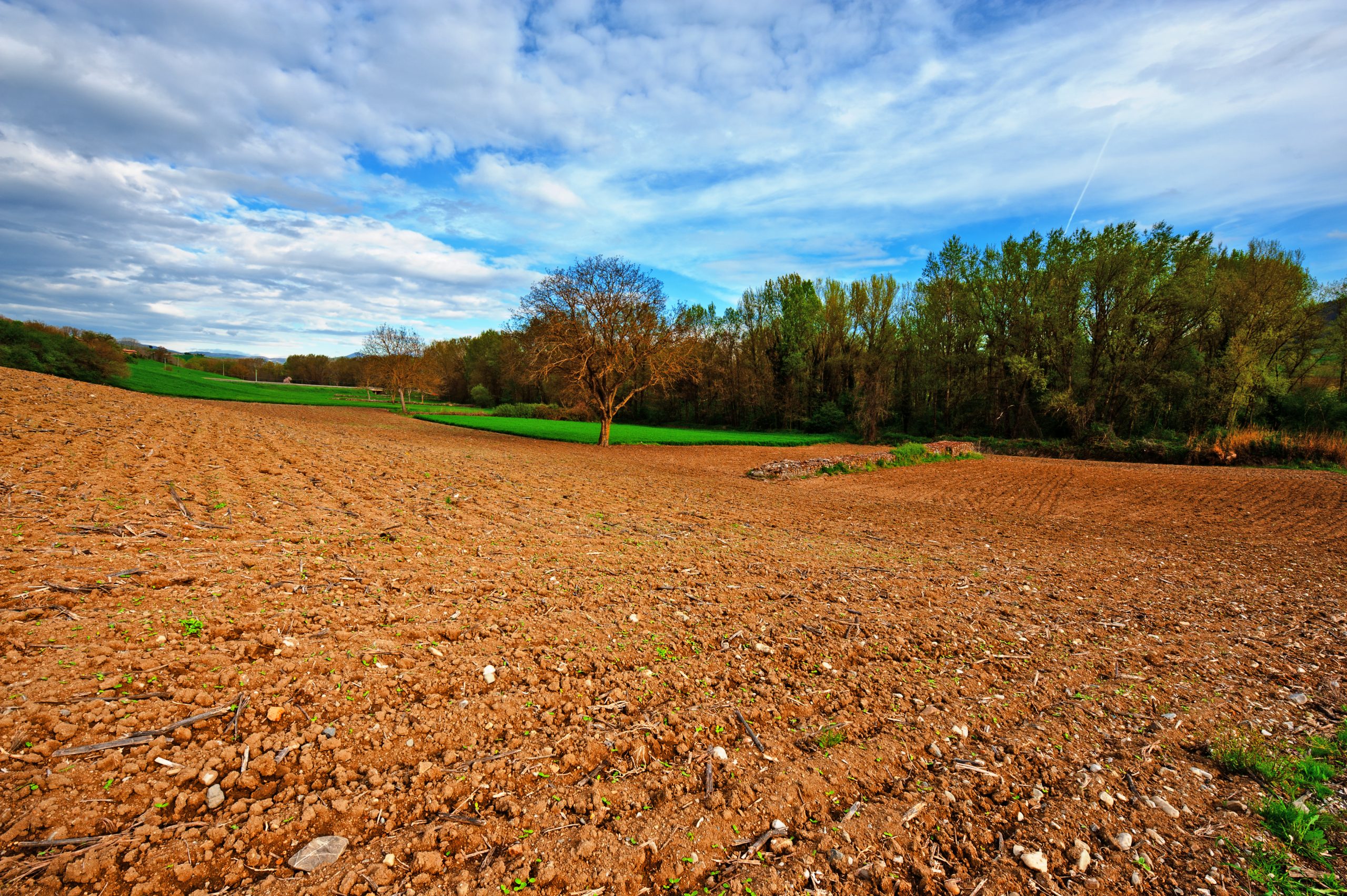 A cultivated field of reddish-brown soil slopes gently towards a copse of trees. The sky overhead is blue with wispy white clouds. The field shows rows where it has been tilled. A bright green field can be seen beyond the brown one. The light is bright and cheerful.