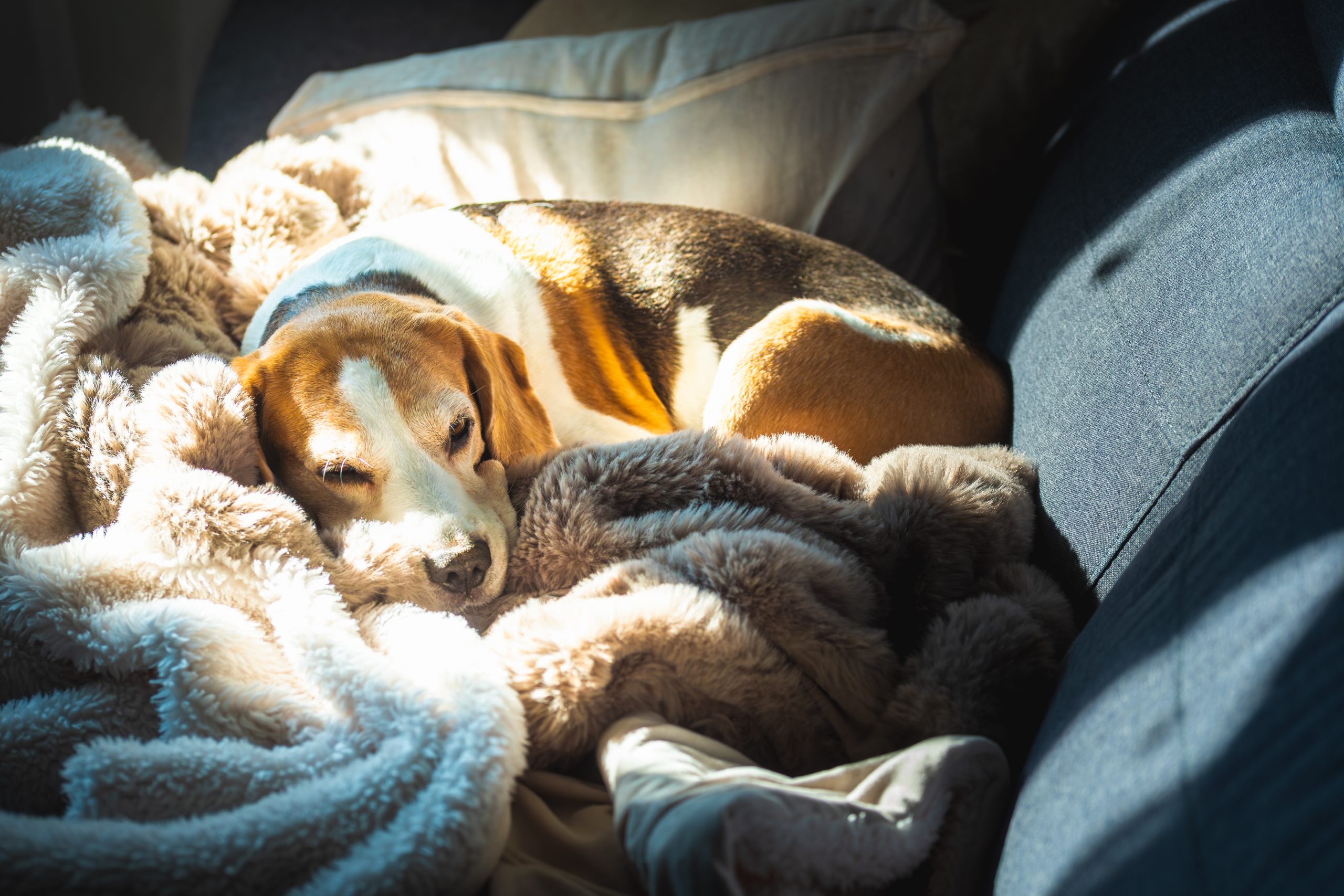 A beagle with white, brown, and tan fur is curled up on a soft blanket in the backseat of a cat on a sunny day. The fluffy white and brown blanket is bunched up around the dog, which has its head resting on the blanket.